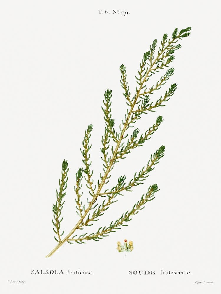 Shrubby Seabligh, Pierre Joseph Redoute