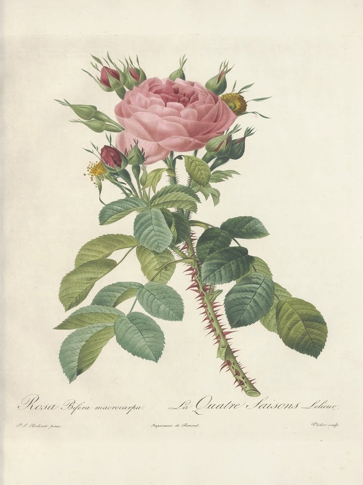 Rose Illustration, Pierre Joseph Redoute (49)