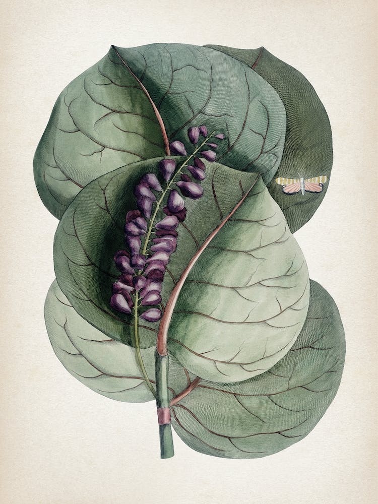 Vintage Catesby 1 Prunus Racemosa