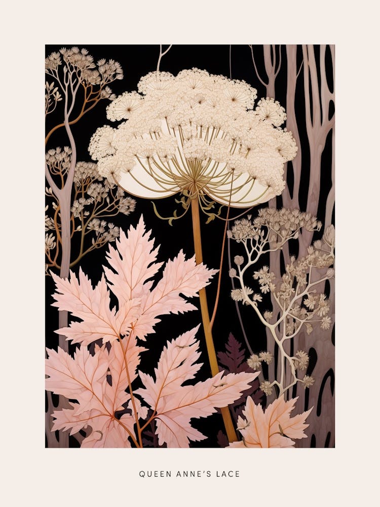 Flower Illustration Queen Annes Lace 7 Poster