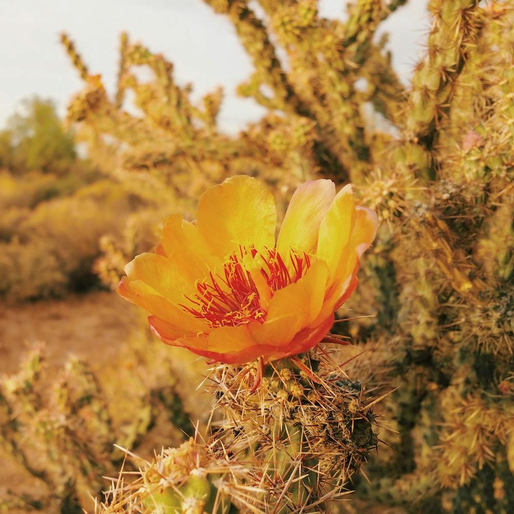 Yellow Cactus Flower Square