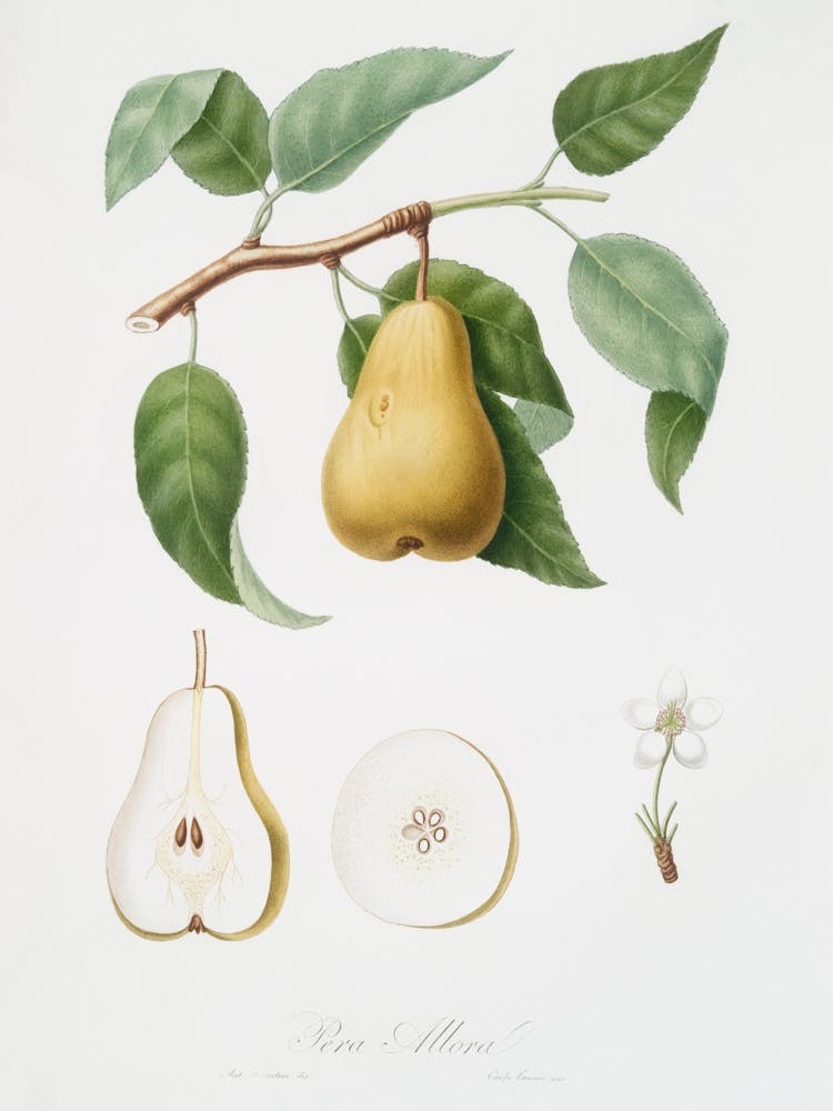 Birnen
