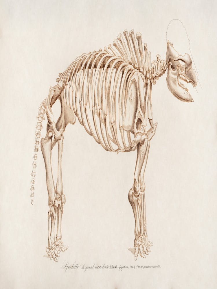 Skeleton Of A Horse