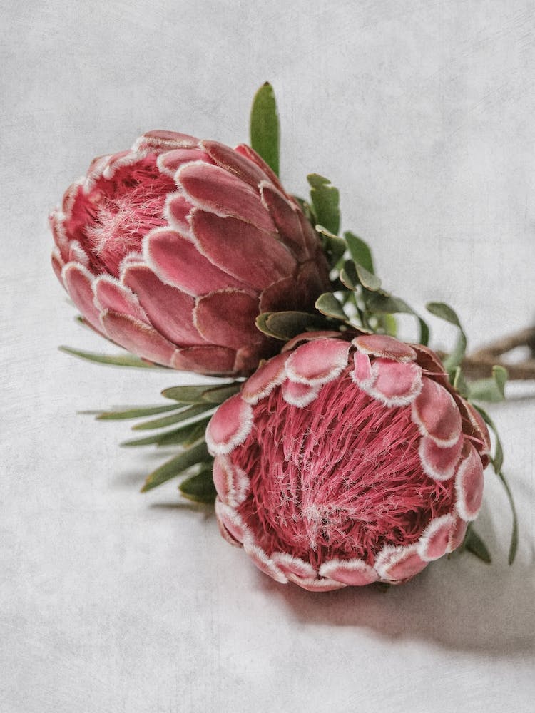Pink Venus Proteas