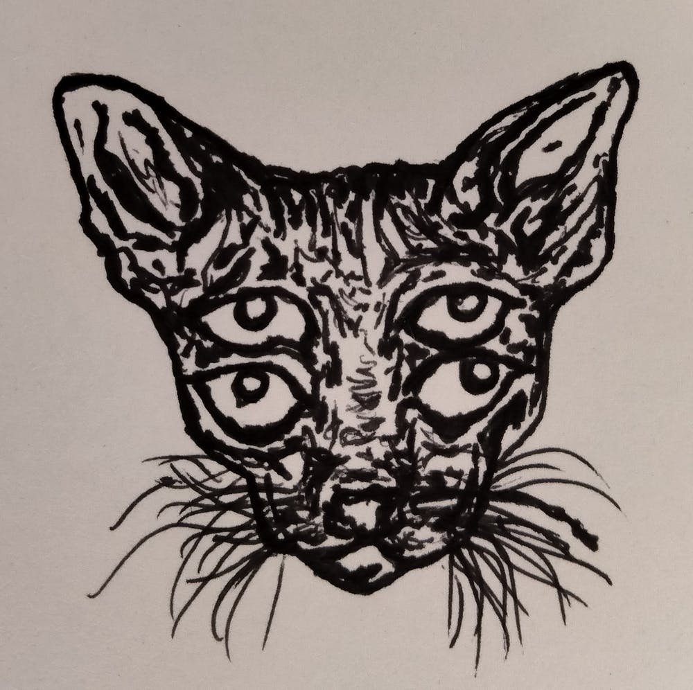 Four eyes meow