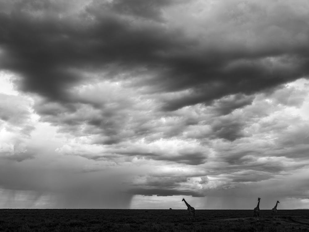 Girafes sous la Pluie Kenya
