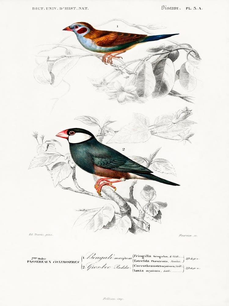 Red Cheeked Cordonbleu And Java Sparrow, Charles Dessalines D' Orbigny