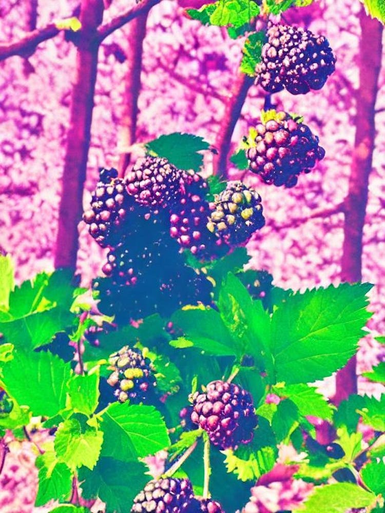 Blackberry 1 Risograph Retro Poster Fruit