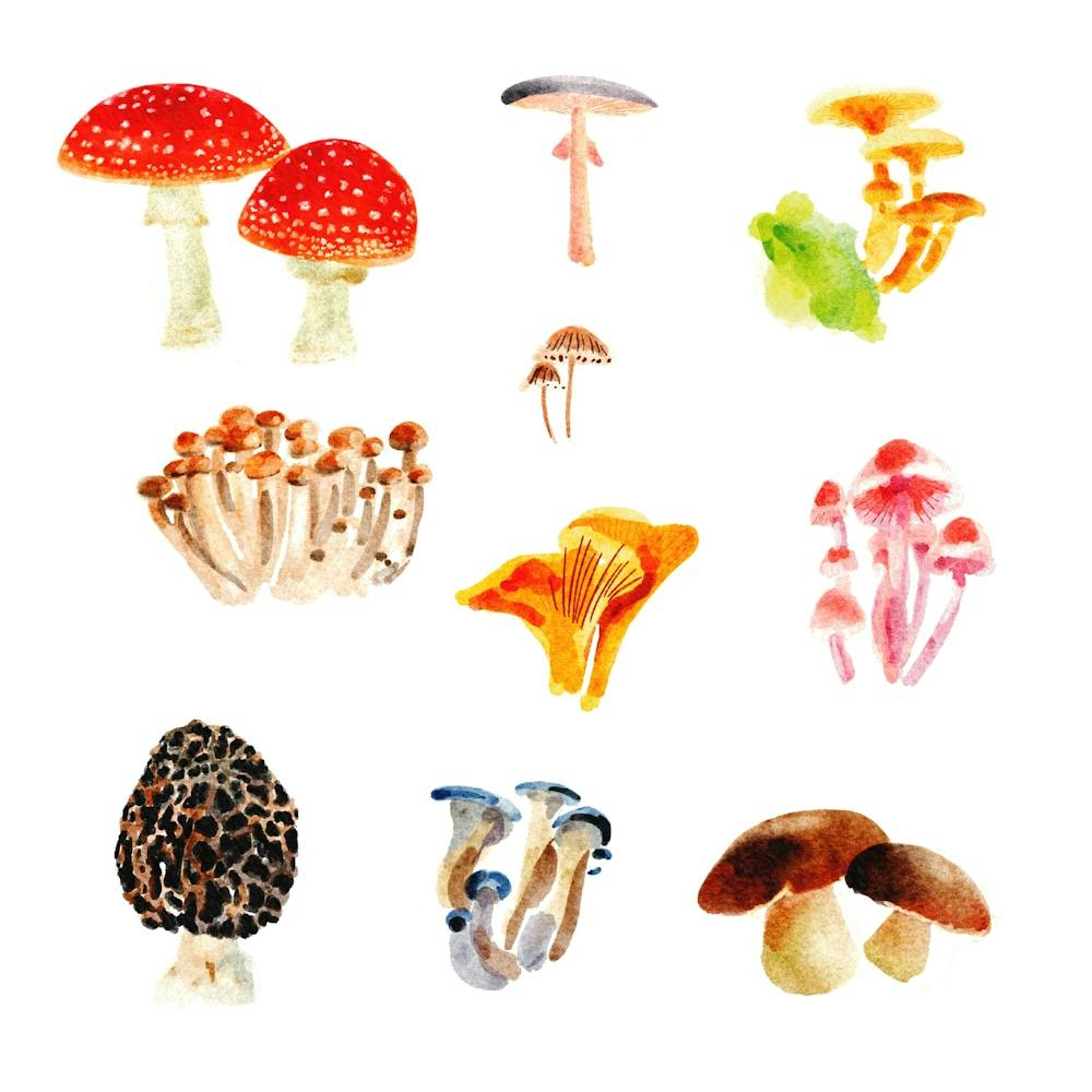 Watercolor Mushrooms