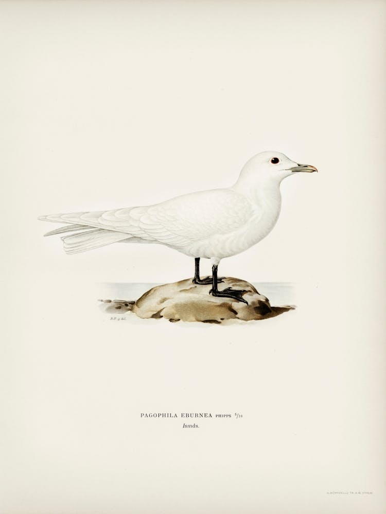 Ivory Gull, The Von Wright Brothers