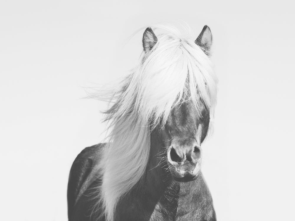 Long Haired Horse