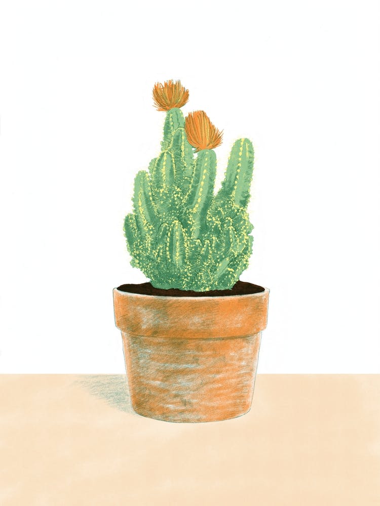 Cactus In Terracotta Pot