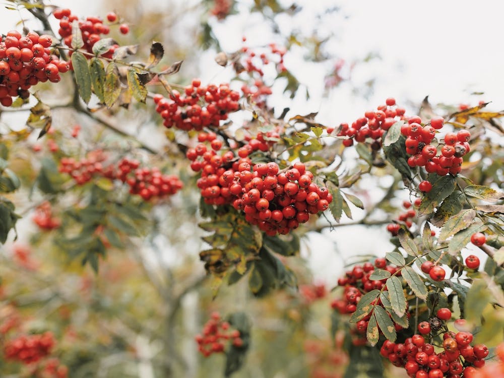 Red Winter Berries