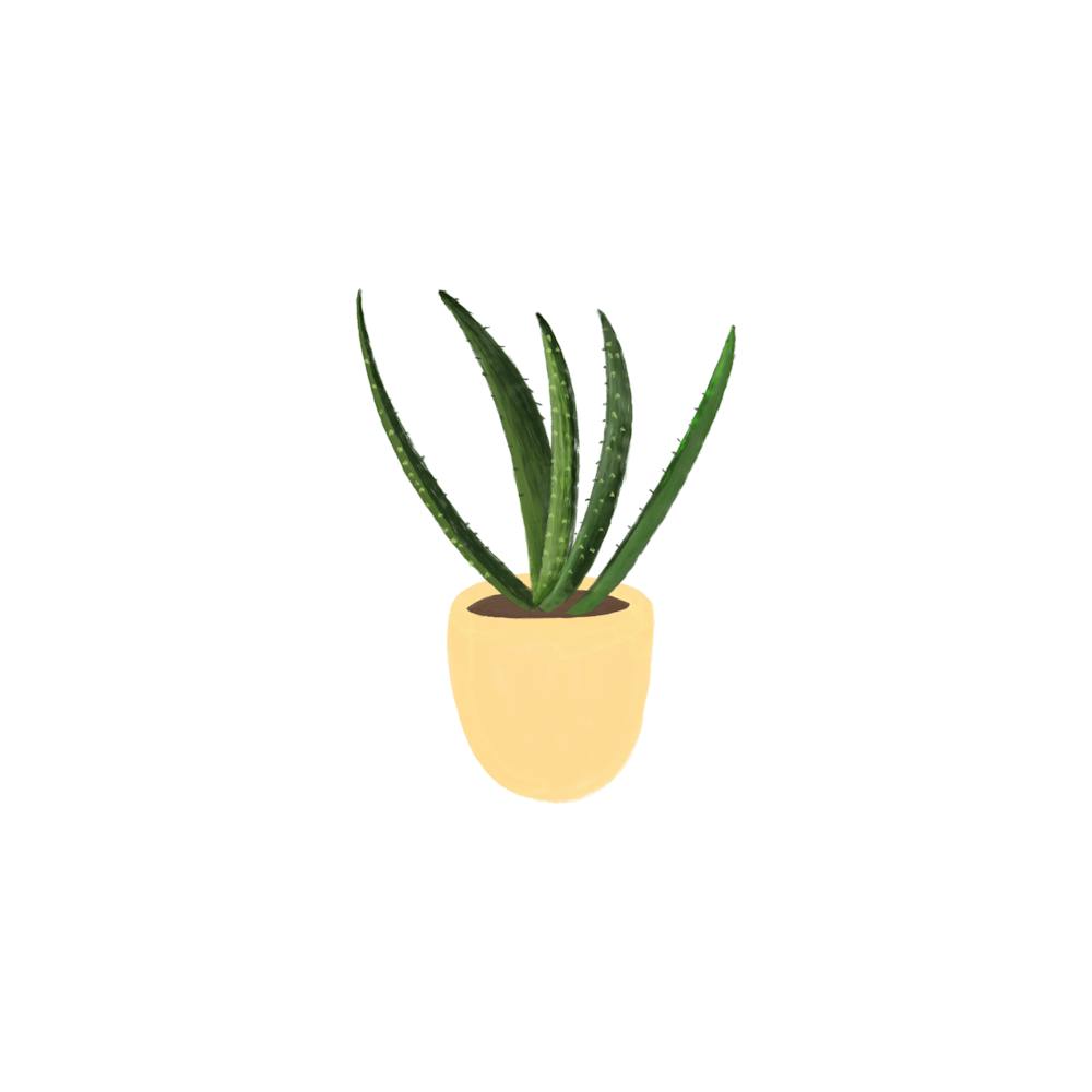 Aloe Vera