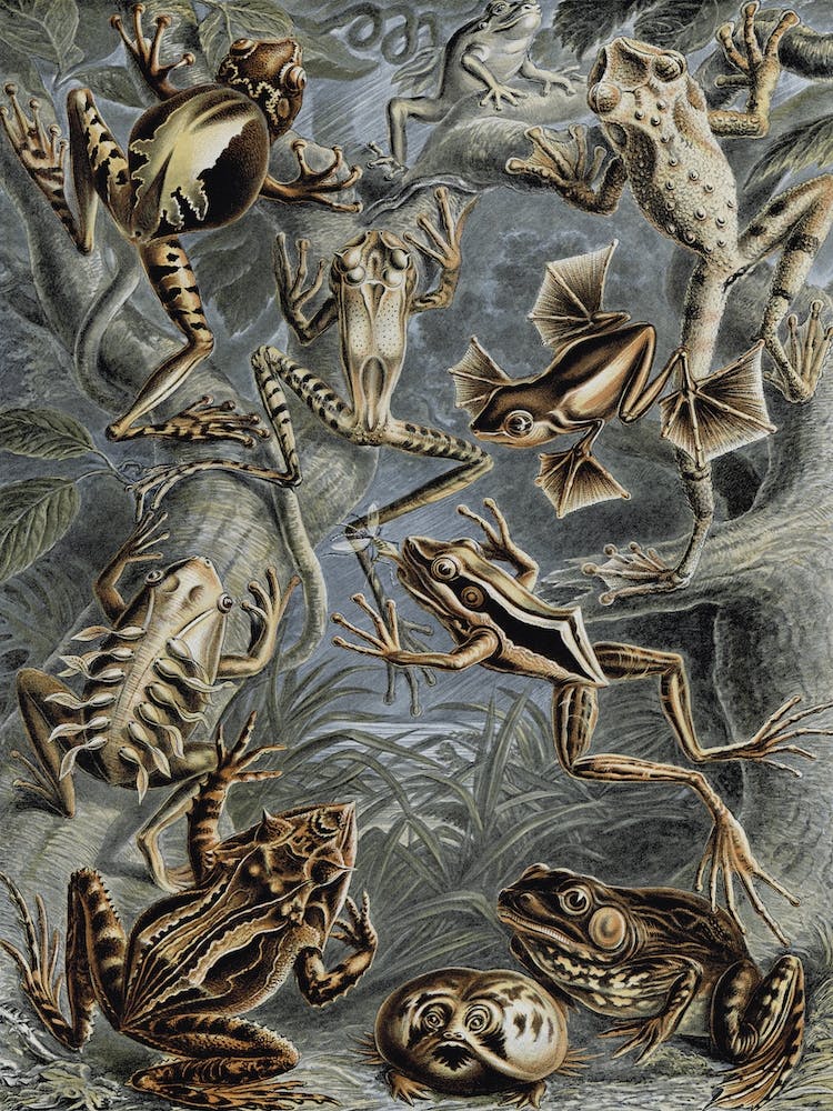 Vintage Haeckel 18 Tafel 68 Frösche