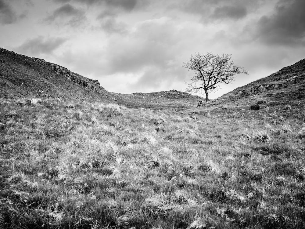 Valley Tree