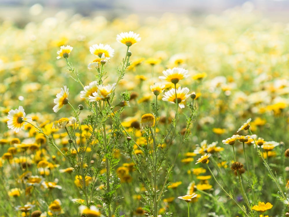 Field Of Yellow Daisies
