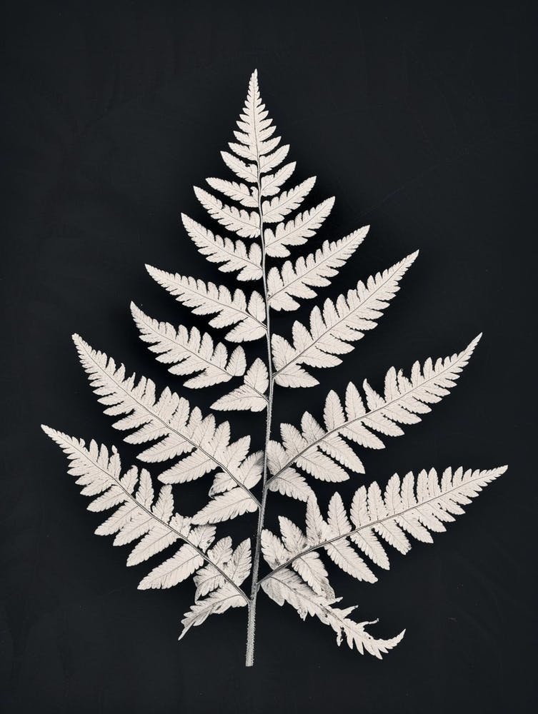 Pattern Poster Silver Lace Fern 4