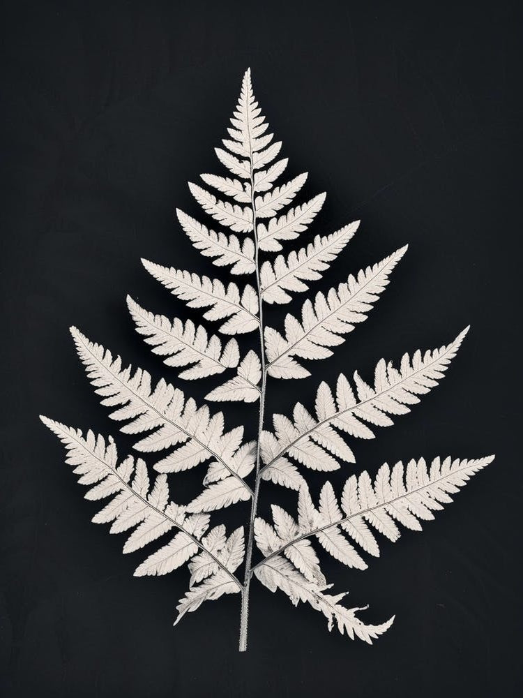 Pattern Poster Silver Lace Fern 4