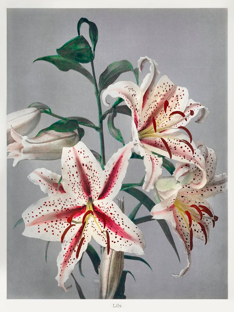 Lily, Hand Colored Collotype From Some Japanese Flowers (1869), Kazumasa Ogawa