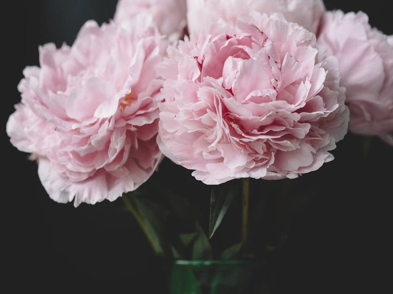 Peonies On Black 3
