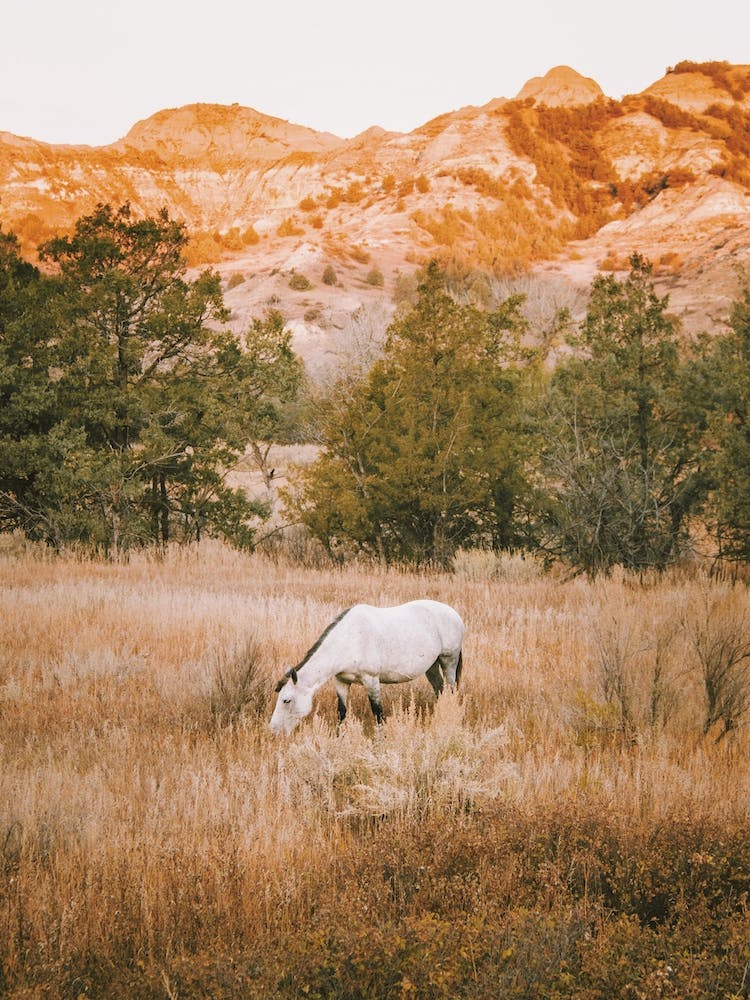 White Horse Grazing