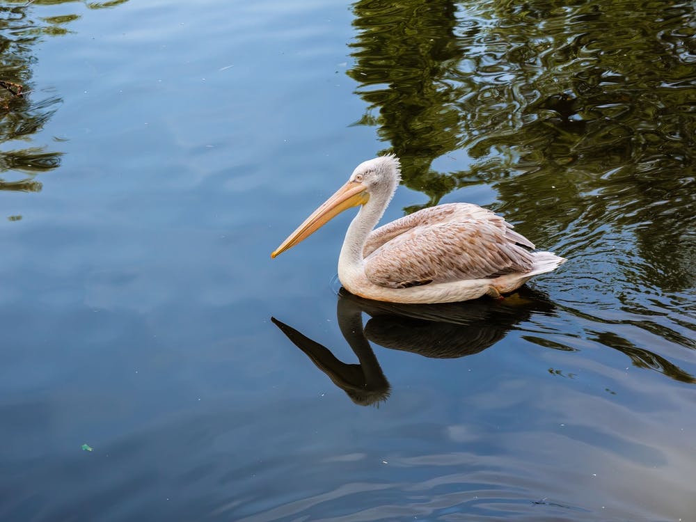 Pelican Floating In The Lake
