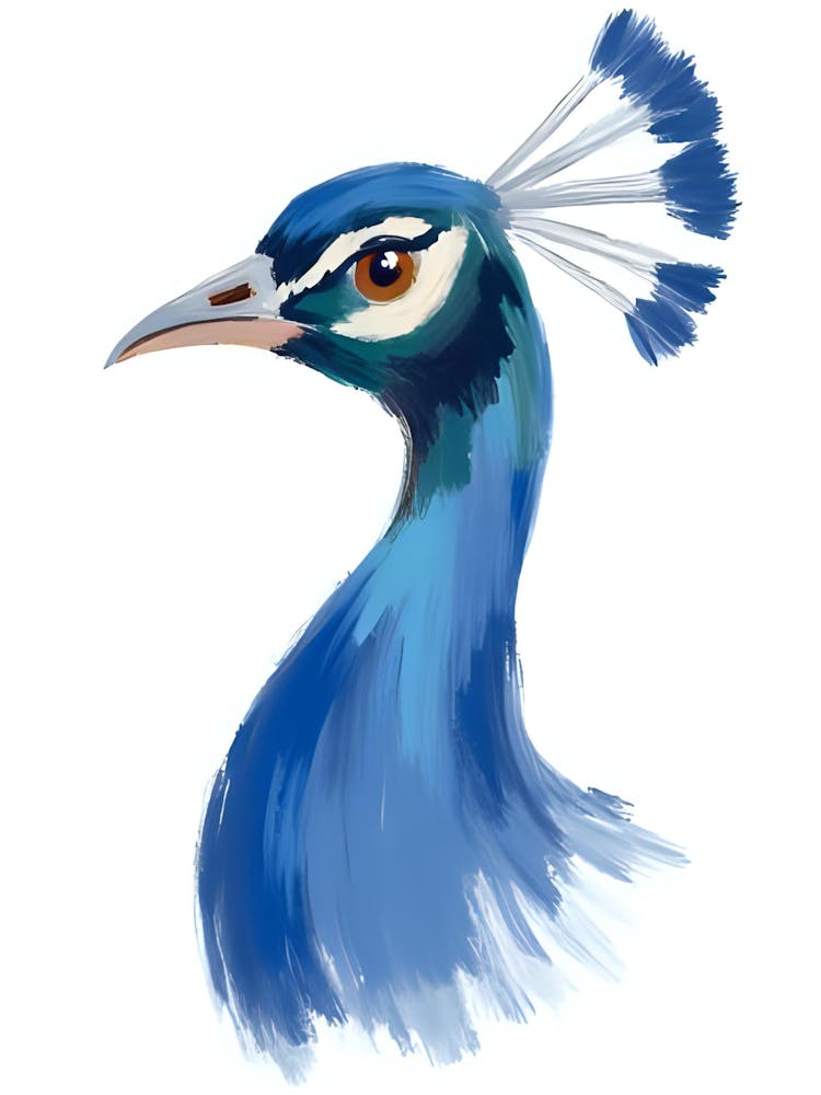 Peacock 48