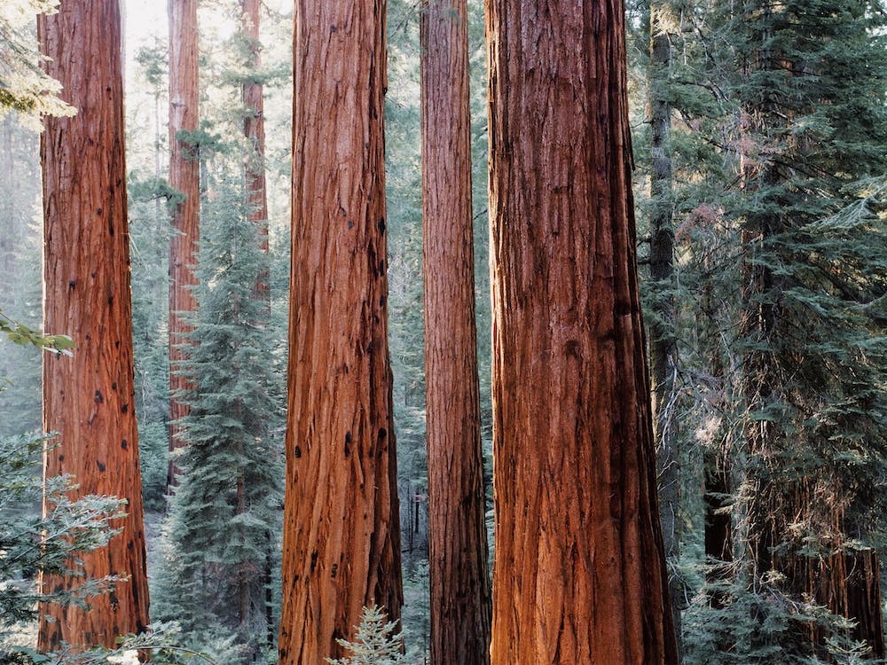 Redwood Forest