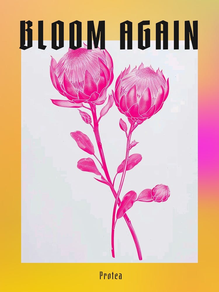 Hot Pink Protea 3 Poster