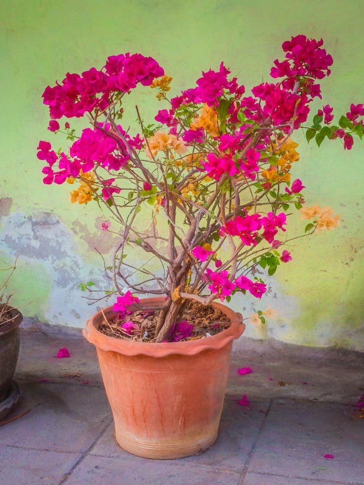 Pink Flowers In Clay Pot
