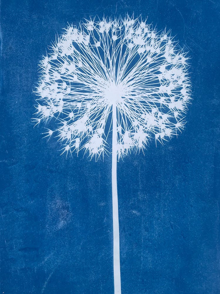 Blue Cyanotype Allium Print 3