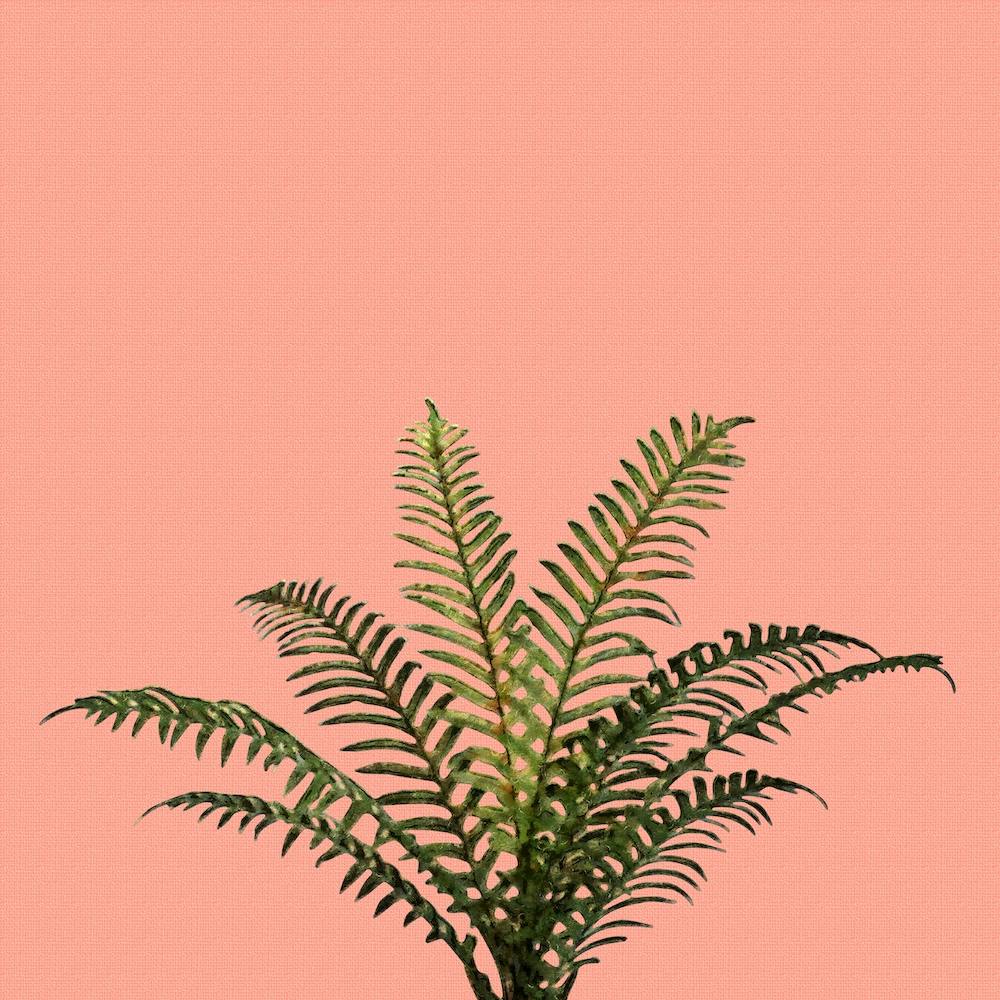 Palm Plant on Pastel Coral Wall