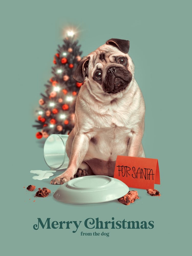 Frohe Weihnachten vom Hund