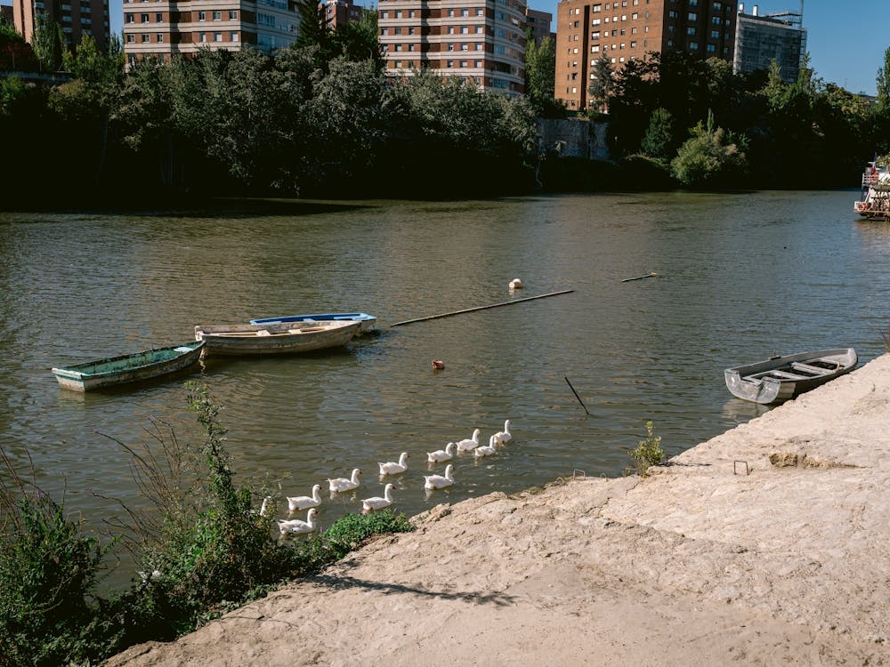 Schwäne auf dem Fluss, Valladolid, Spanien
