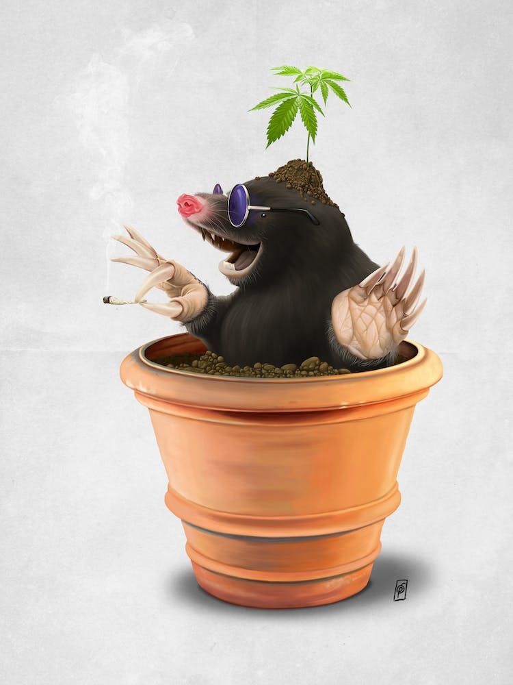 Pot (Wordless)