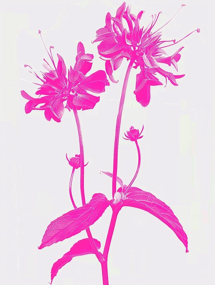 Hot Pink Bee Balm 1