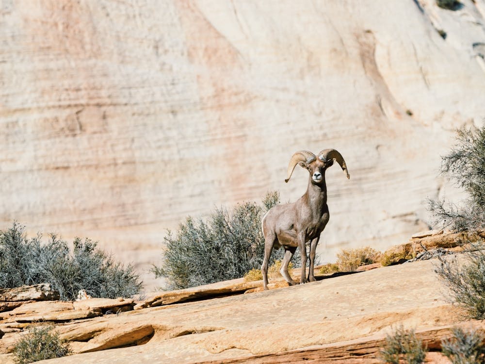 New Mexico Desert Bighorn Sheep