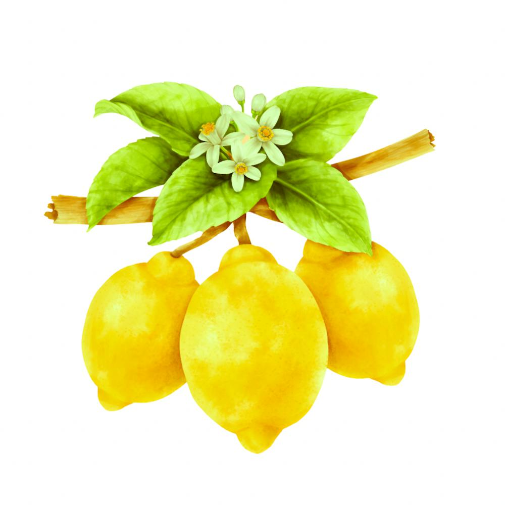 Citrus Freshness: Lemon Art