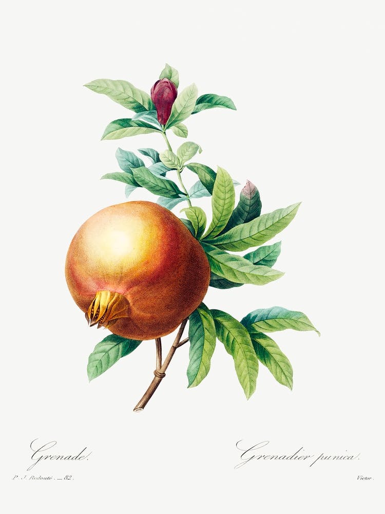 Pomegranate, Pierre Joseph Redoute 2