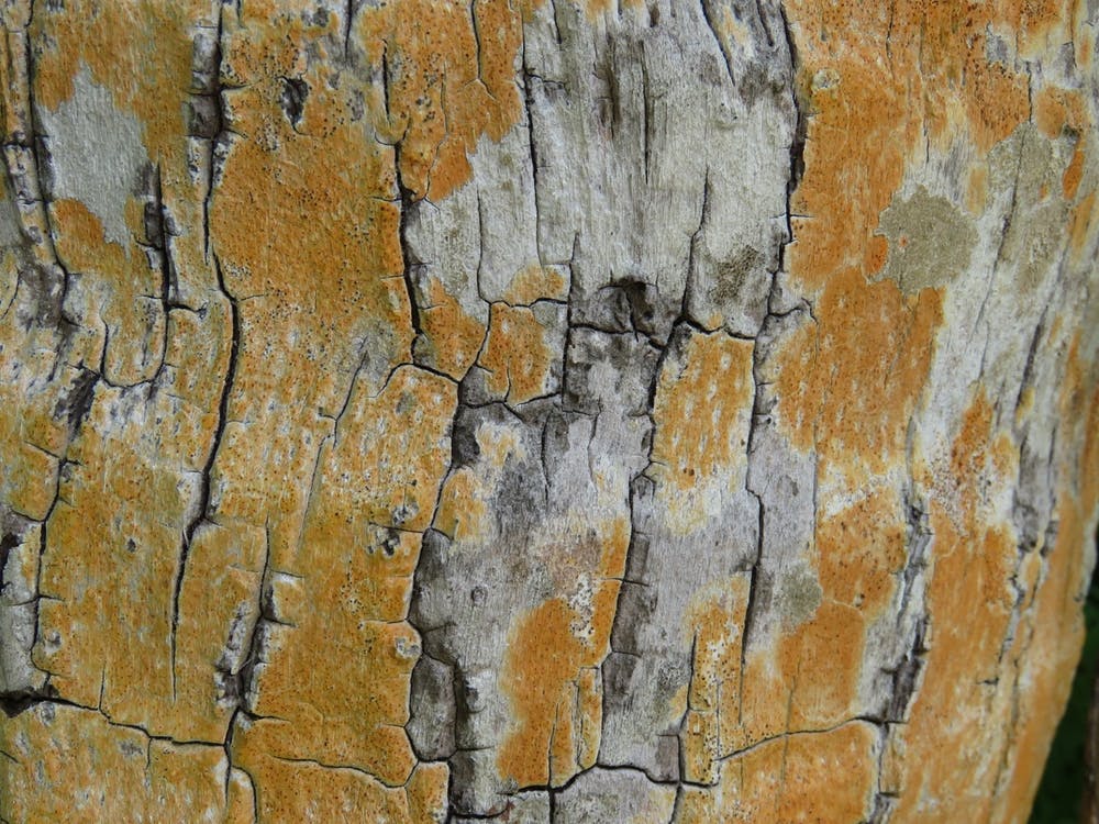 Bark Of A Tree Maldives