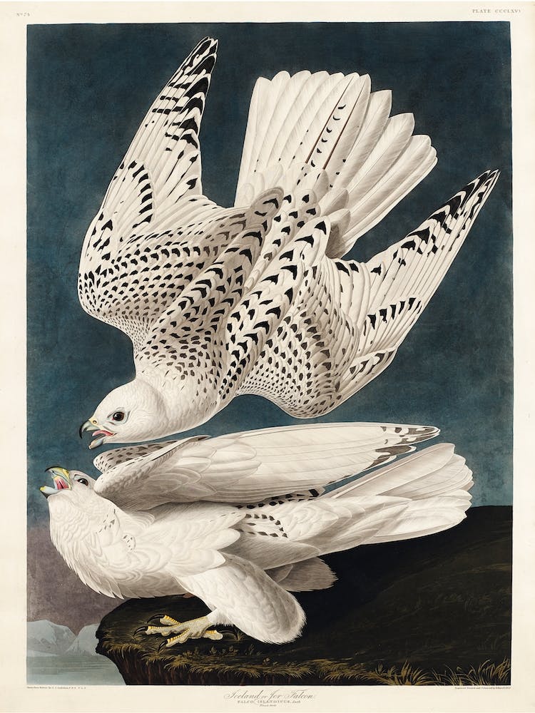 Iceland Or Jer Falcon, Birds Of America, John James Audubon