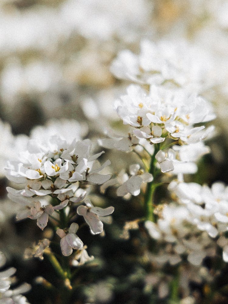 White Flowers