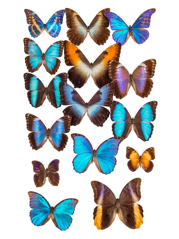 Collection Of Butterflies 2