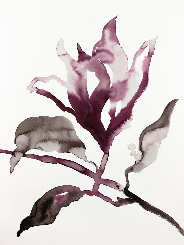 Magnolia 41