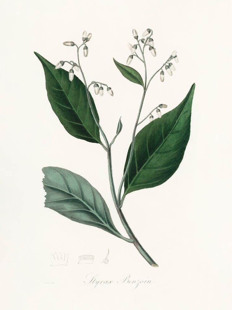 Vintage Botanical John Stephenson and James Morss Churchill_2731670