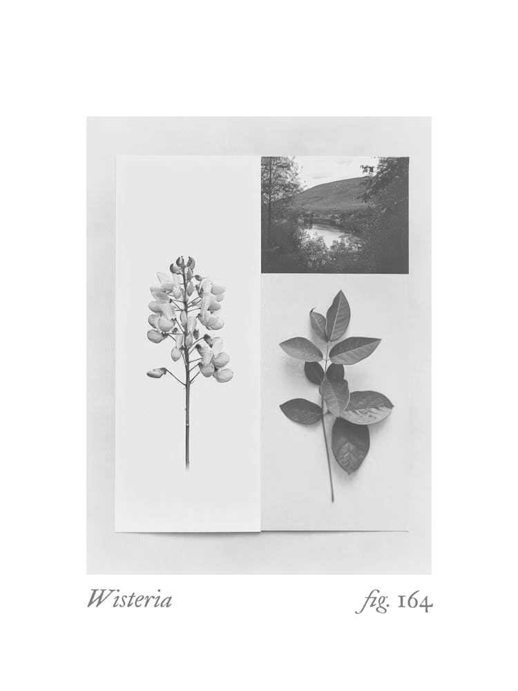 Wisteria Botanical Collage 3