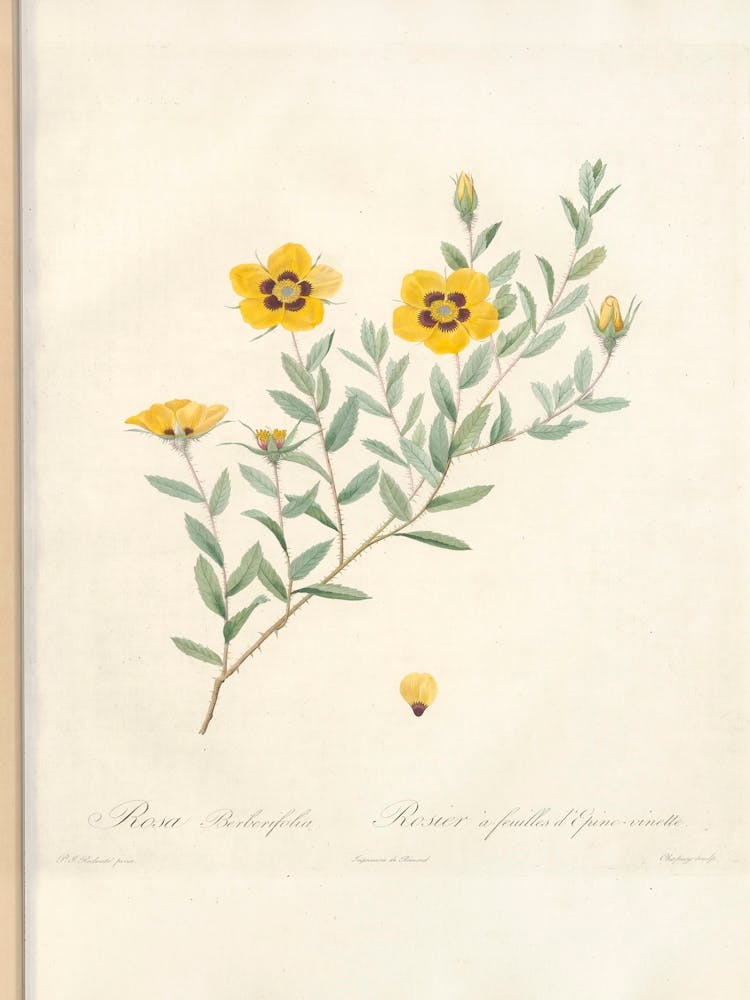 Rose Illustration from Les Roses vol.1, Pierre Joseph Redoute (2)