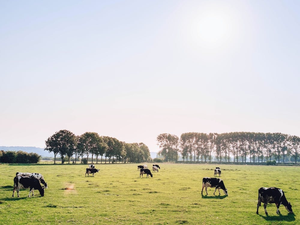 Vaches Au Soleil
