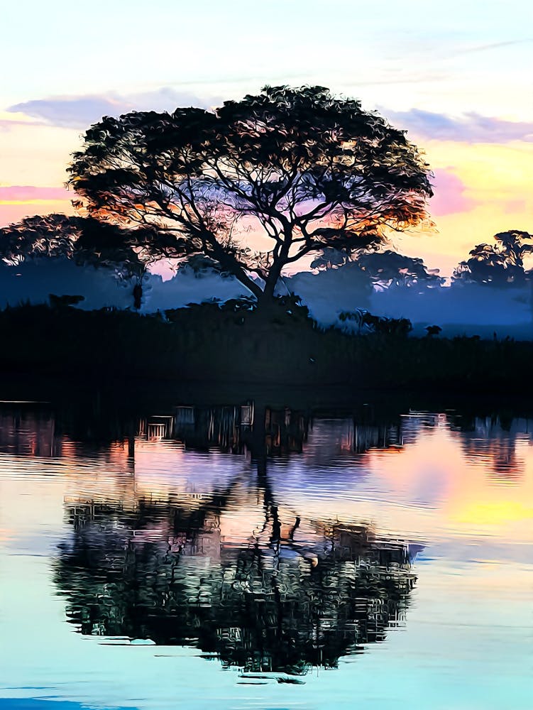 Brazil, Pantanal, Cocao Tree